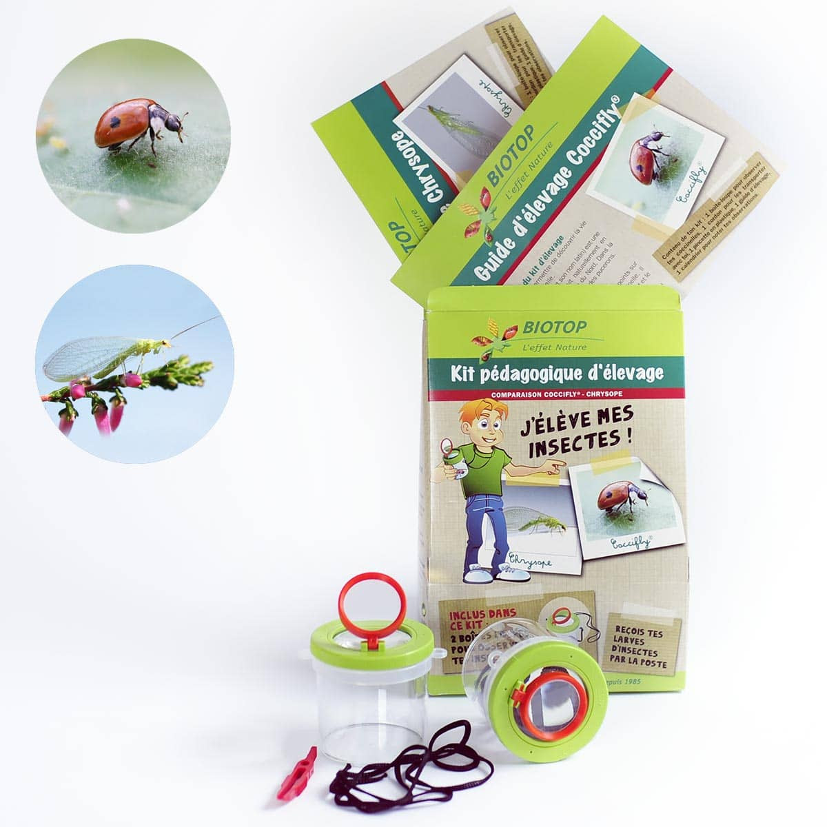 Coccinelle elevage puceron