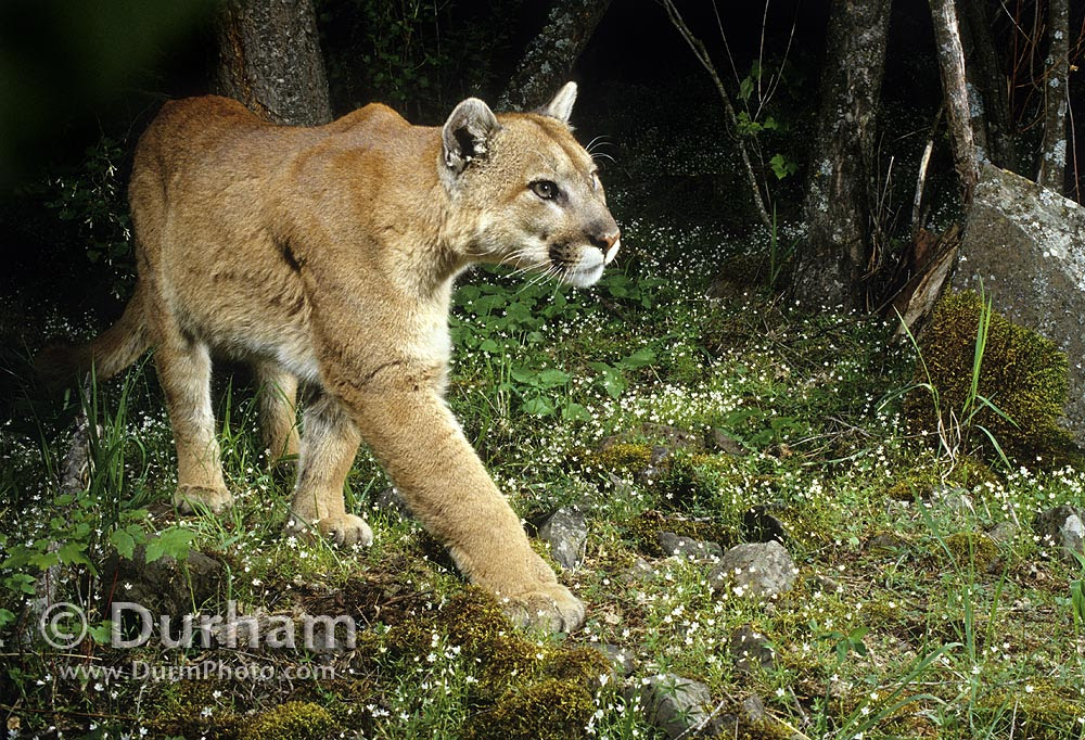 Wild Mountain Lion