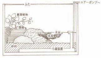 トウキョウサンショウウオの飼育