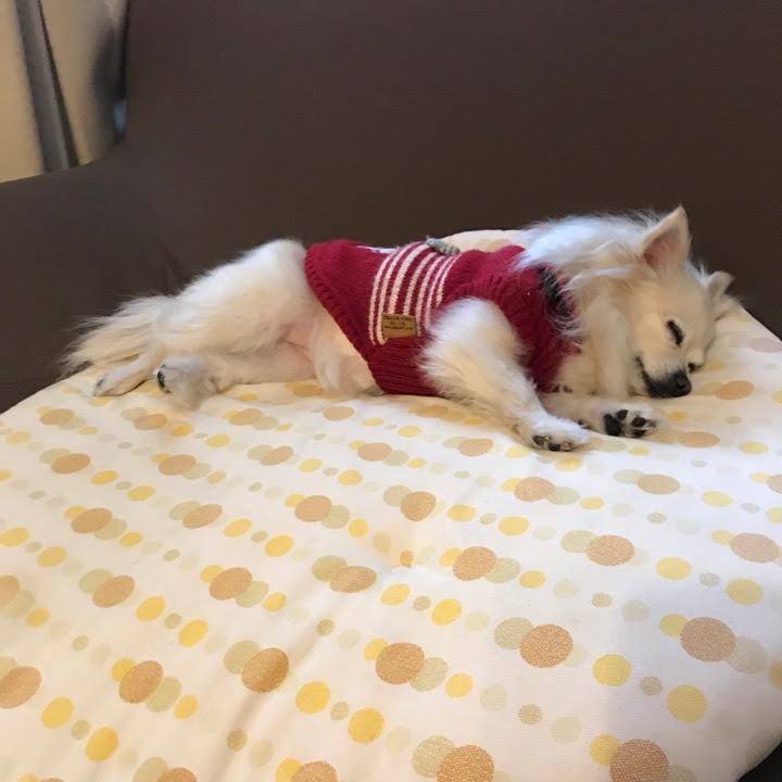 犬の寝顔画像15選 犬の癒し効果のひみつ 犬を見ると幸せホルモンが出るって本当 犬の総合情報サイト ペットスマイルニュースforワンちゃん