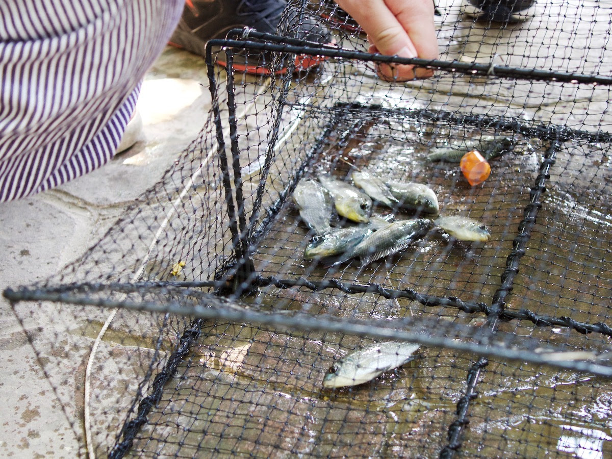 沖縄の池で魚獲り用のワナをかけると 何が入るのか キュリオス沖縄ブログ
