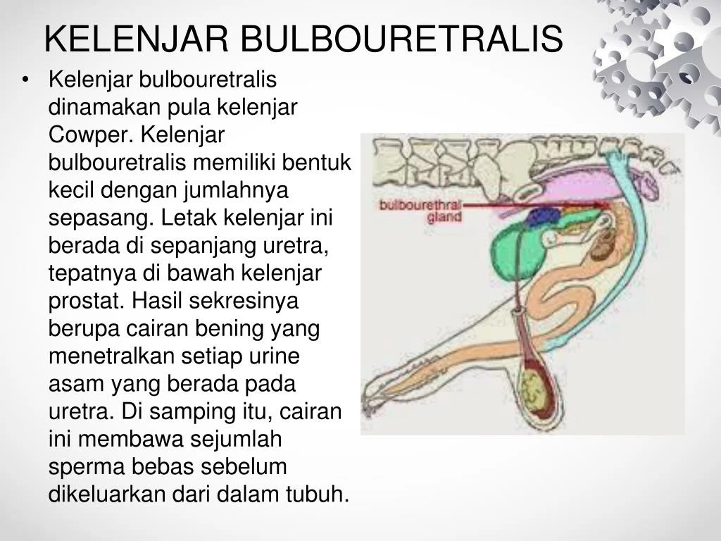 PPT SISTEM REPRODUKSI PowerPoint Presentation ID 7408373 PPT SISTEM REPRODUKSI PowerPoint Presentation ID 7408373