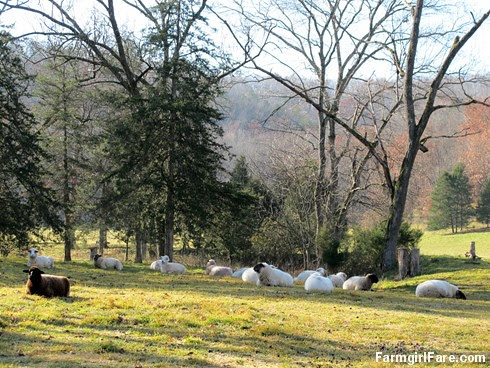 (7) Woolies chillin' in the front field - FarmgirlFare.com
