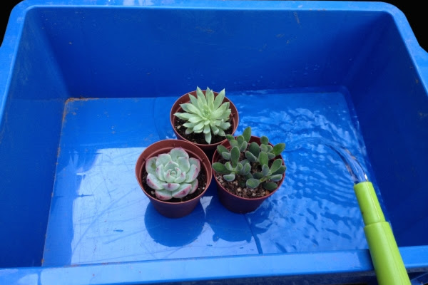 多肉植物の育て方総合