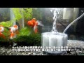 金魚 外部フィルター 水流 544293-金魚 外部フィルター 水流