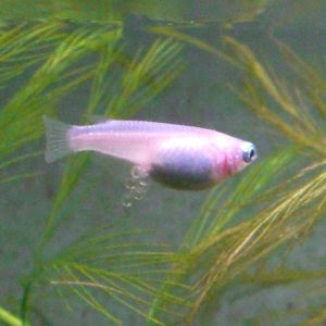 めだかの産卵時間がおかしい めだかちゃんらぶー 楽天ブログ