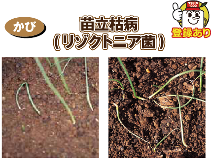 ねぎ わけぎの病害と防除 ダコニール1000