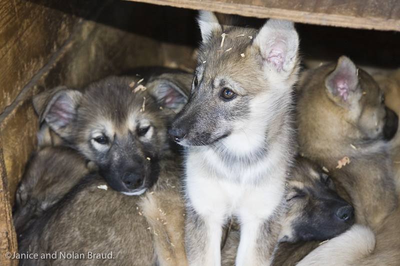 Alaskan Husky Puppies at Jeff King Husky sled dog training center.