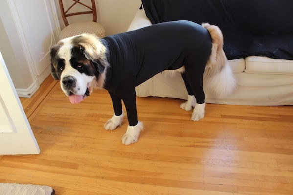 Dogs and Cleaning - Dogster