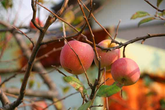 リンゴ 西洋林檎 Malus Domestica バラ科リンゴ属 苗 新潟県新潟市 苗販売