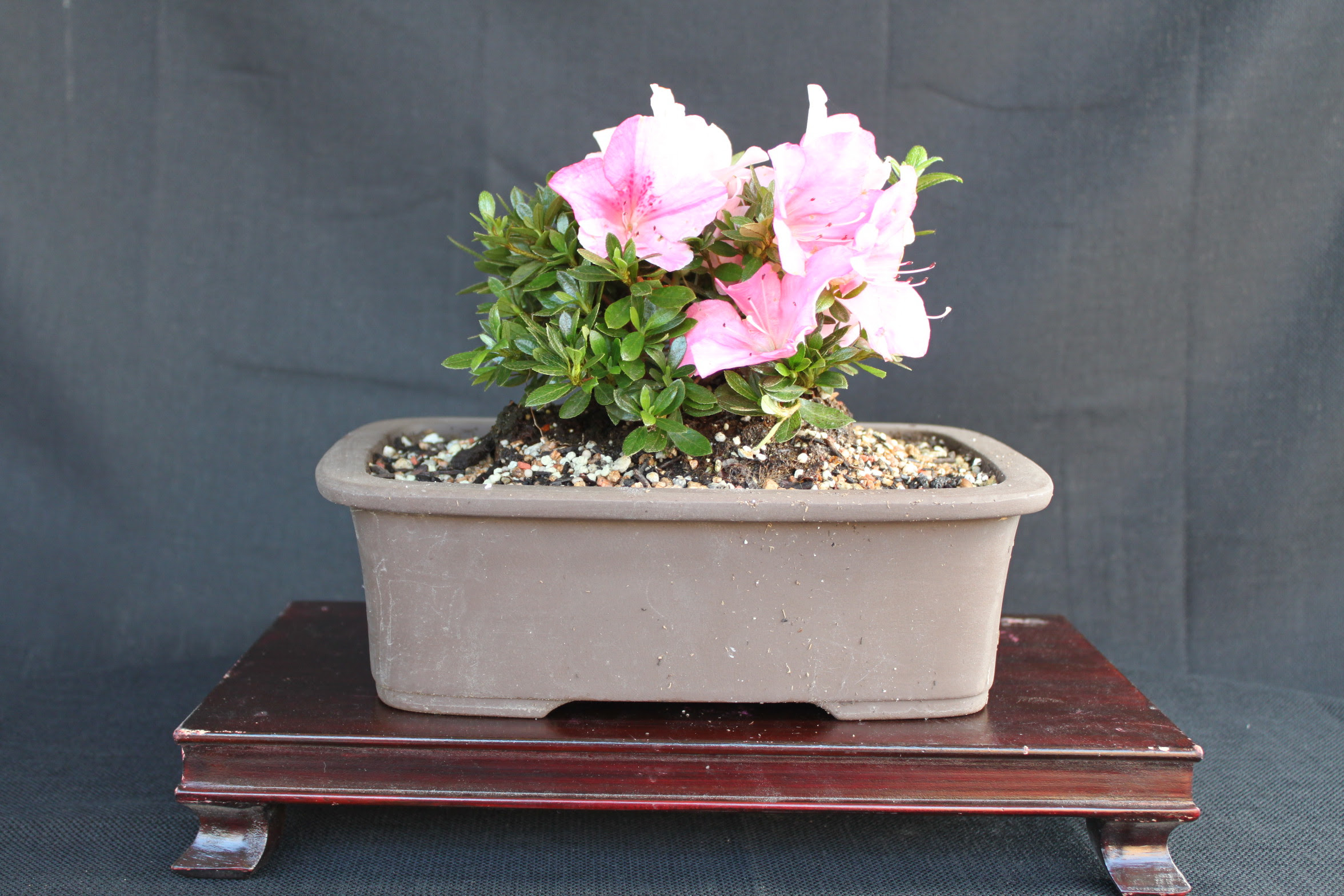 Azalea Bonsai Kuromatsubonsai Com