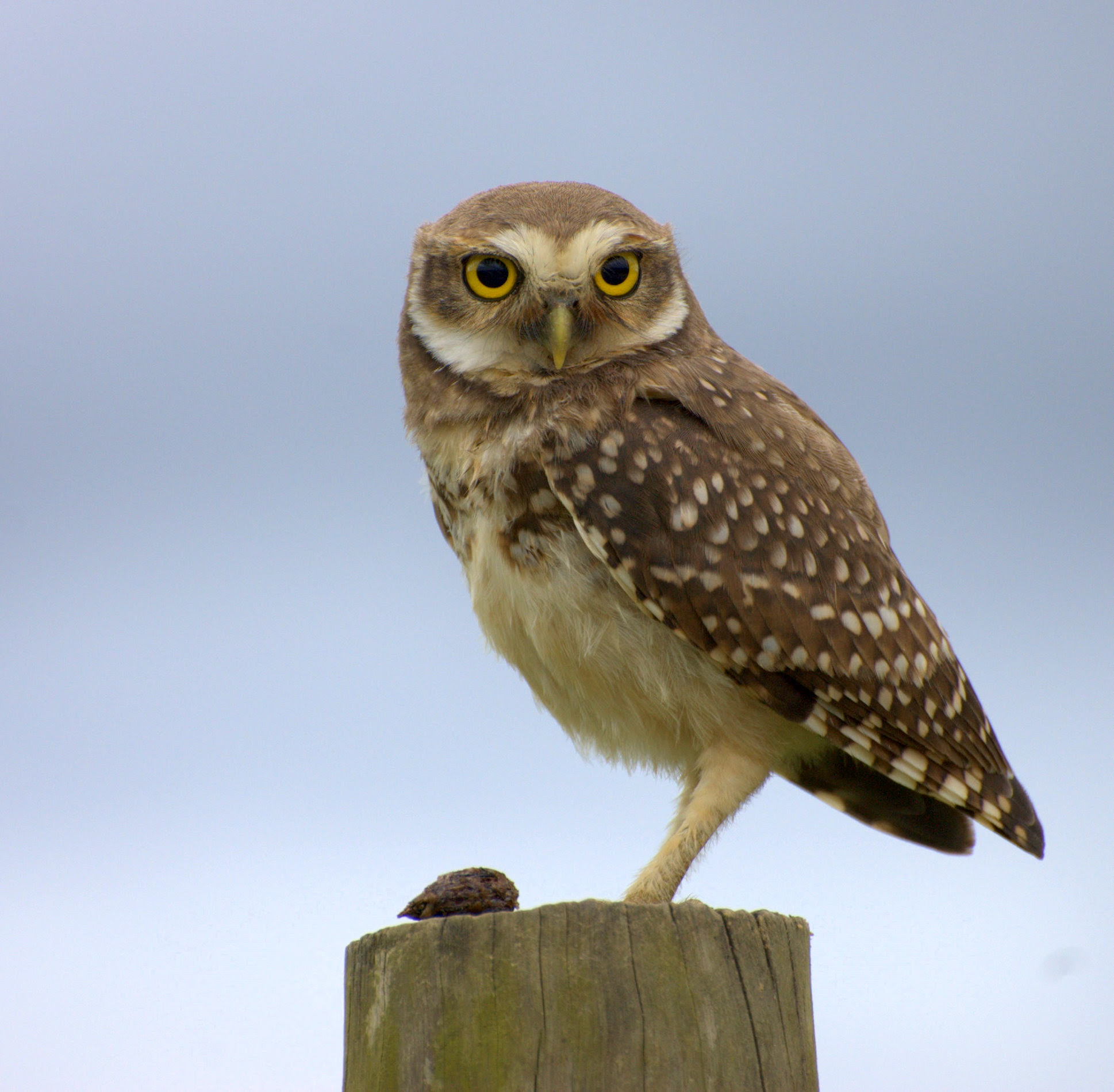 フリー画像 動物写真 鳥類 猛禽類 梟 フクロウ アナホリフクロウ フリー素材 画像素材なら 無料 フリー写真素材のフリーフォト
