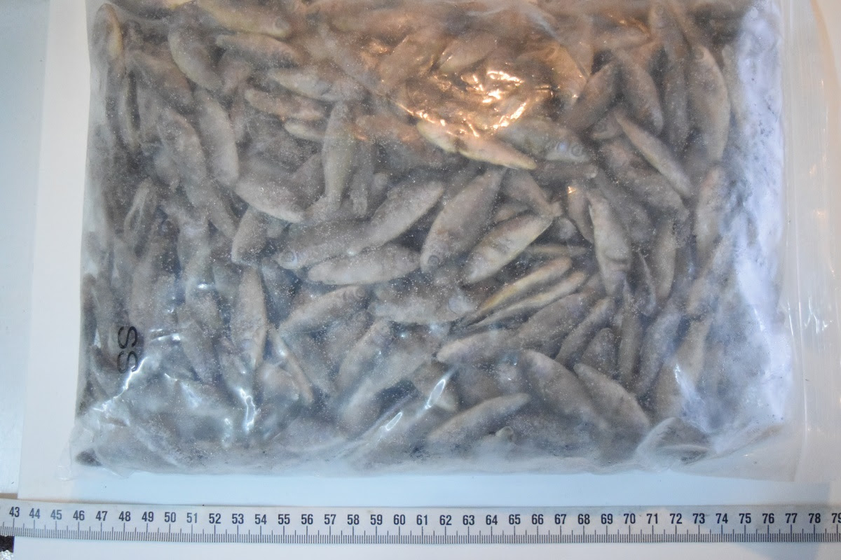 冷凍餌各種入荷 静岡市の熱帯魚専門店 大型魚 古代魚 珍魚 World Rivers