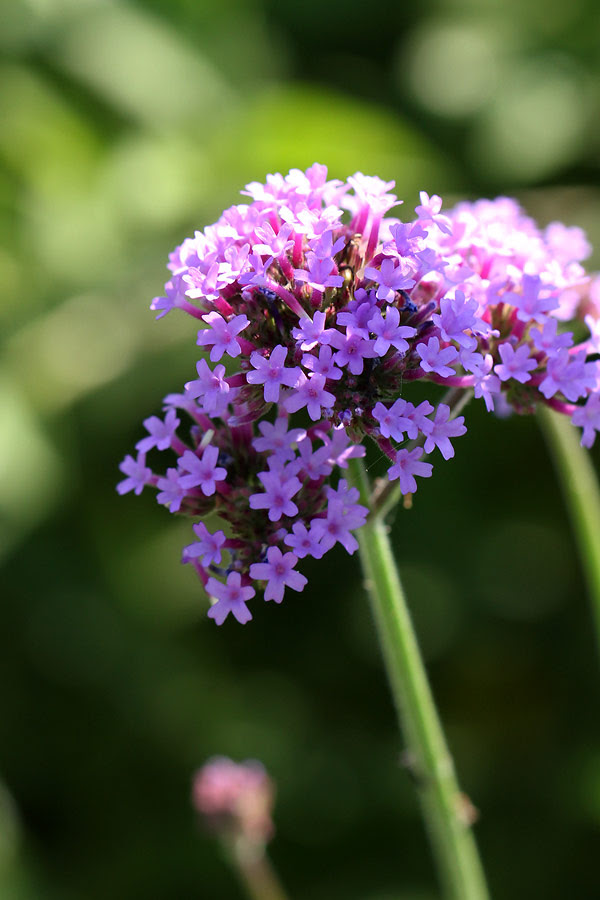 お花の写真集 ヤナギハナガサ 柳花笠