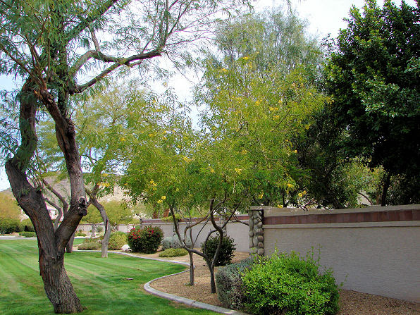 Cascalote Tree Arizona plant guide xeriscape plant