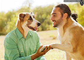 What Is Dog Head Swap And How Does It Work?