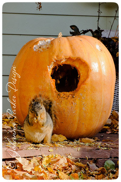 Squirrel-in-a-Pumpkin-5