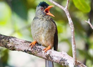Kicau Burung Master - Ajilbab.Com Portal