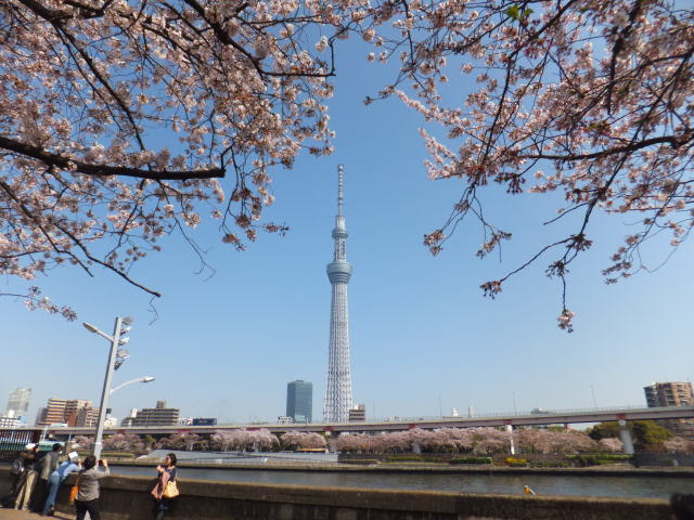 隅田公園の桜とスカイツリー