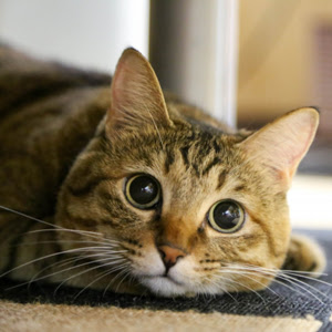 正しい猫のしつけ方を知ろう 猫の総合情報サイト ペットスマイルニュースforネコちゃん
