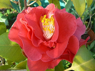 camelia.jpg