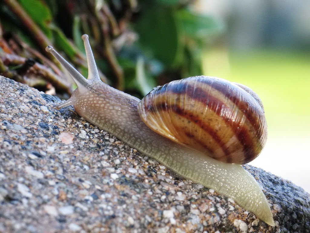 http://upload.wikimedia.org/wikipedia/commons/6/6d/Common_snail.jpg