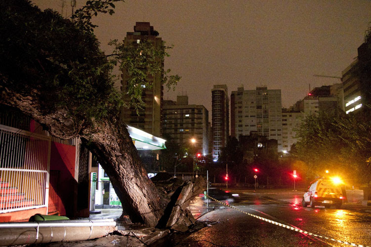 Falta de cuidados preventivos é principal causa de quedas de árvores