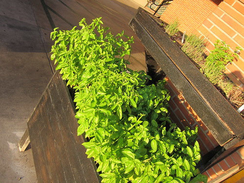 Planter boxes for Haven