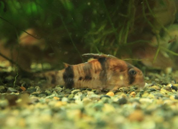 コリドラスのヒレが溶けた時の原因と対策 気楽にコリドラス