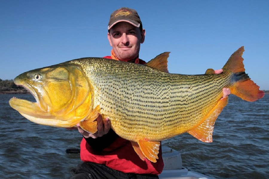 Le Golden Dorado<br><i>(Salminus brasiliensis)</i>