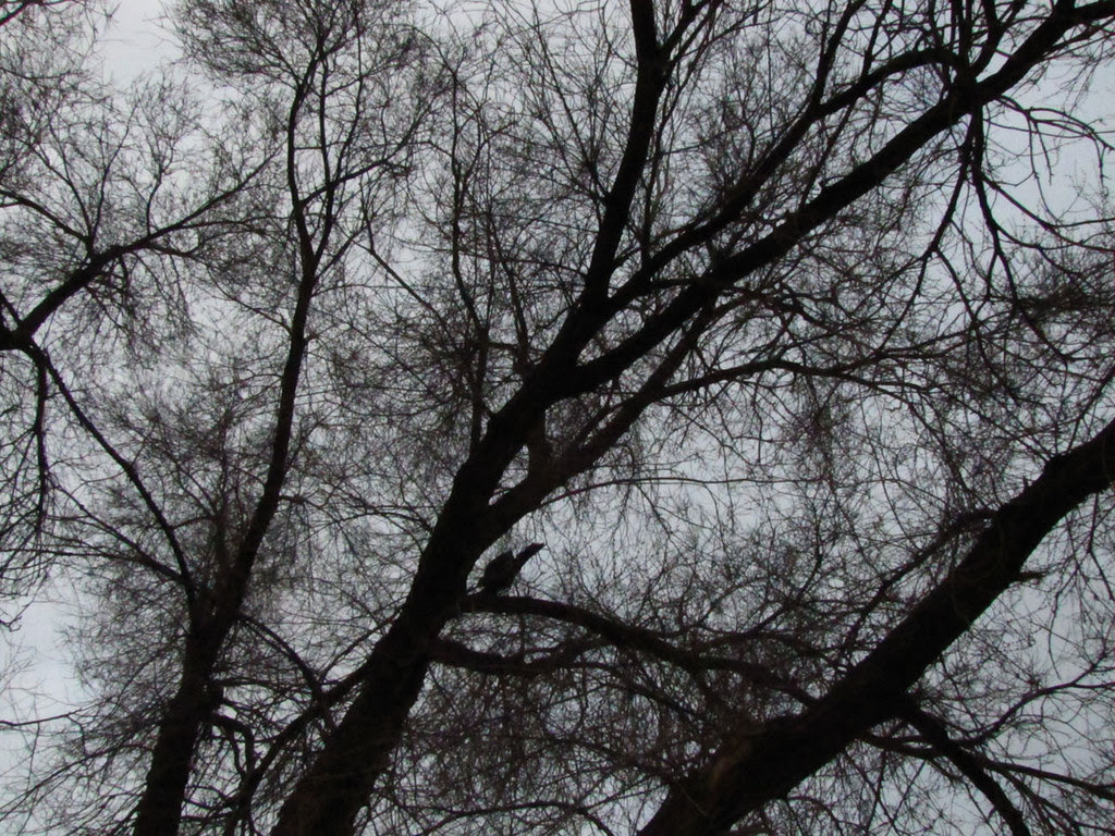 The Elm and the Owl