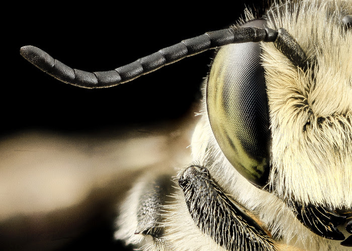 Resultado de imagen para abejas antenas