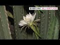 咲くサボテン サボテン 種類 花 276459