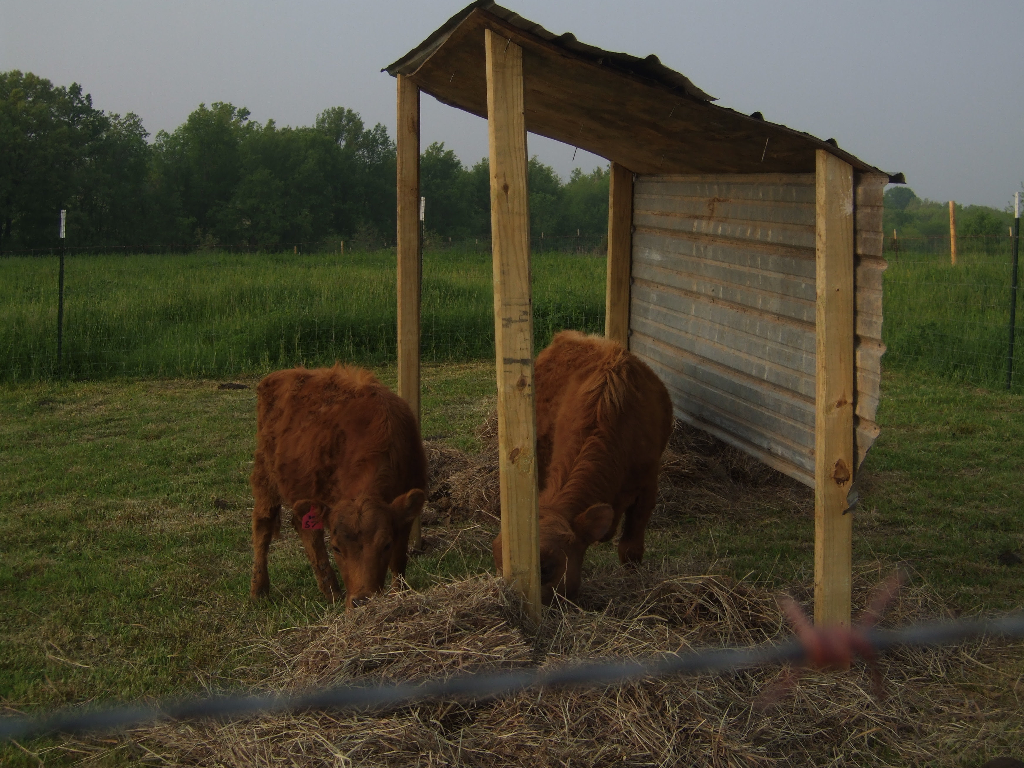 modern cow shed design in india – modern house