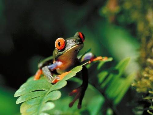 Animals, nature, Photography