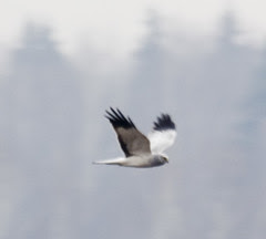 Hen Harrier