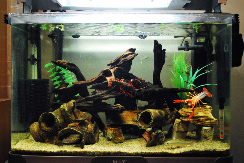 ザリガニ水槽ちょっといじってみた ザリガニ ウム 飼育日記ブログ