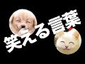 笑える 言葉 165923