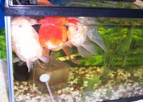 金魚