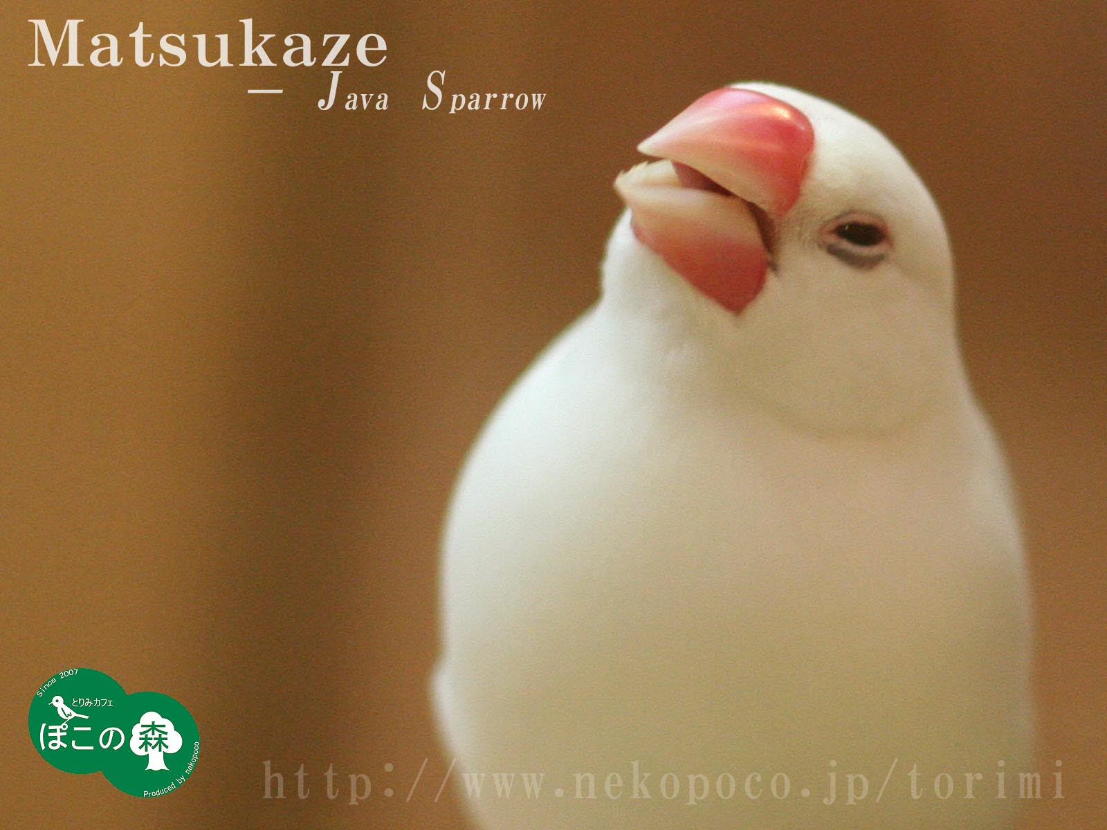 オリジナル壁紙 待受プレゼント 白文鳥の マツカゼ ようこそ とりみカフェ 鳥カフェでの出来事や鳥写真