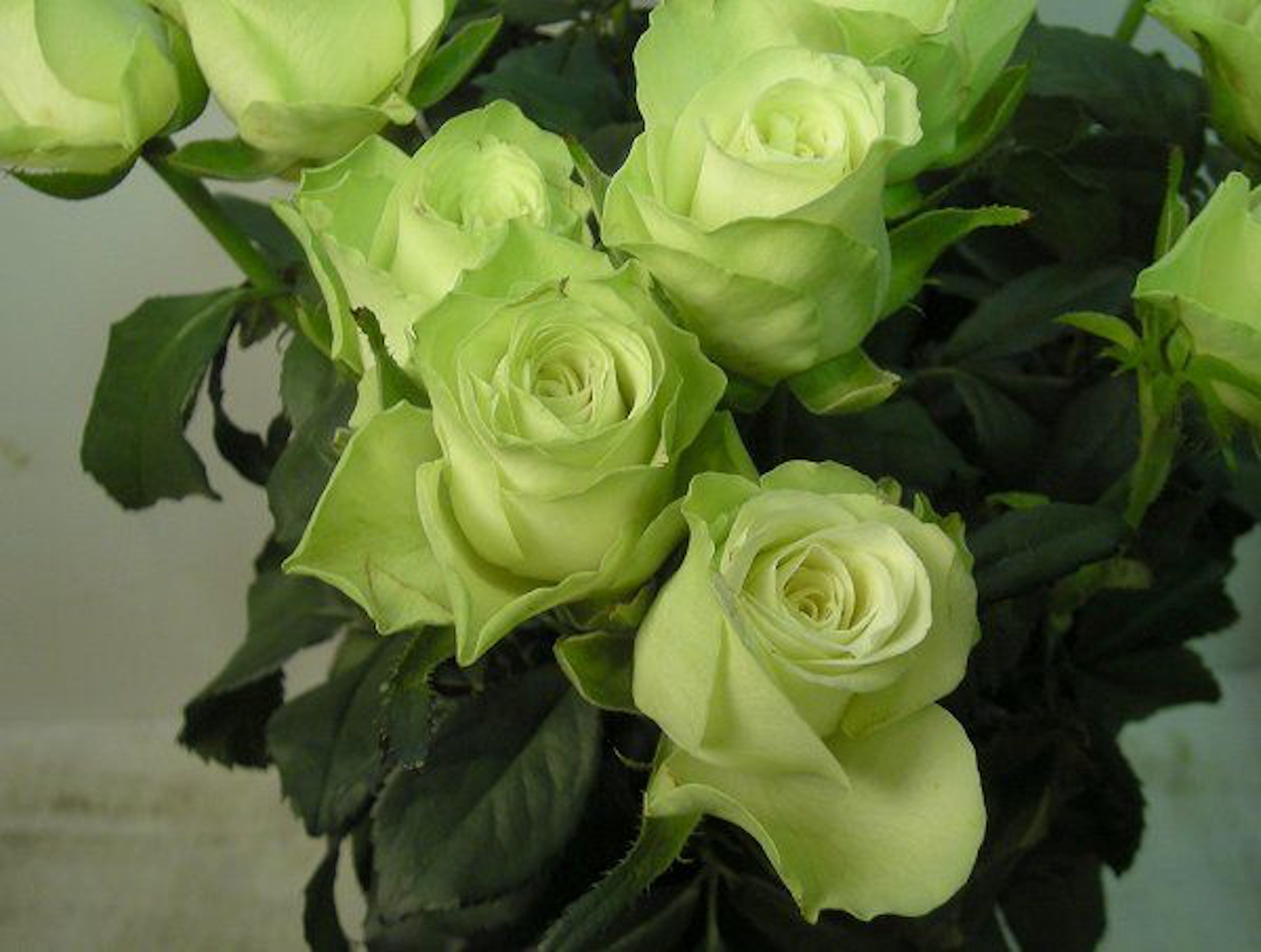 緑色の薔薇の品種一覧まとめ 植物navi