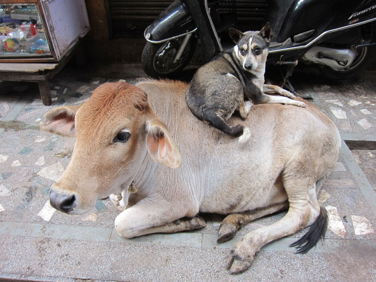 インドの面白い犬特集 あられもない姿の犬ちゃん達 インド大好き ティラキタブロ グ