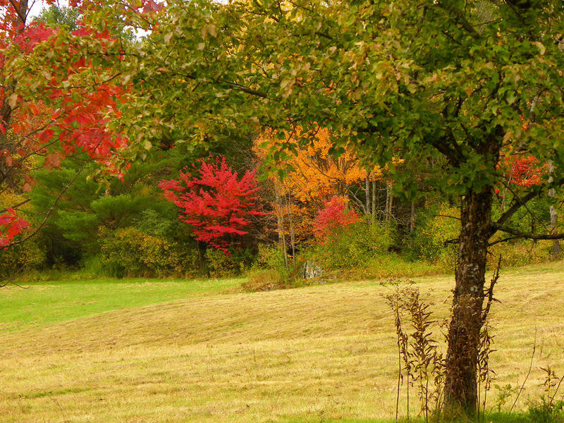 Fall Colors