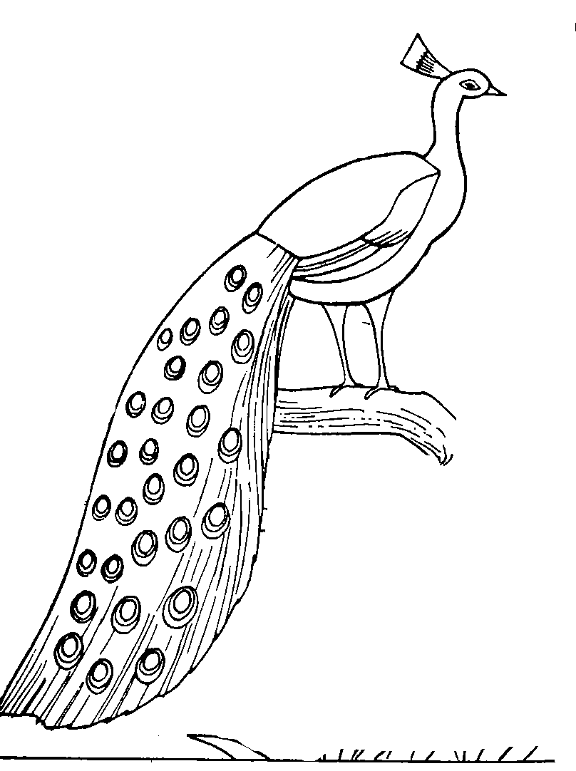 Ptaki | Darmowe kolorowanki dla dzieci Strona 2