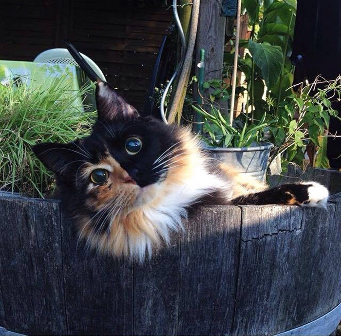 blind-cat-chimera-calico-jasmine-sandra-coudray-7