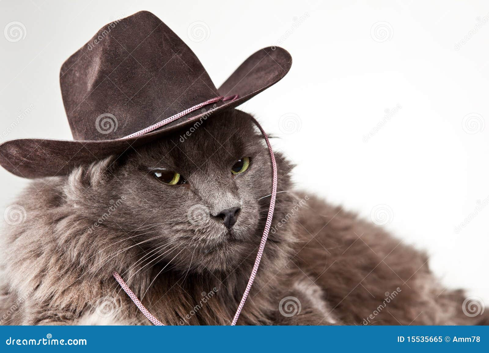 Cowboy Cat Royalty Free Stock Photo - Image: 15535665
