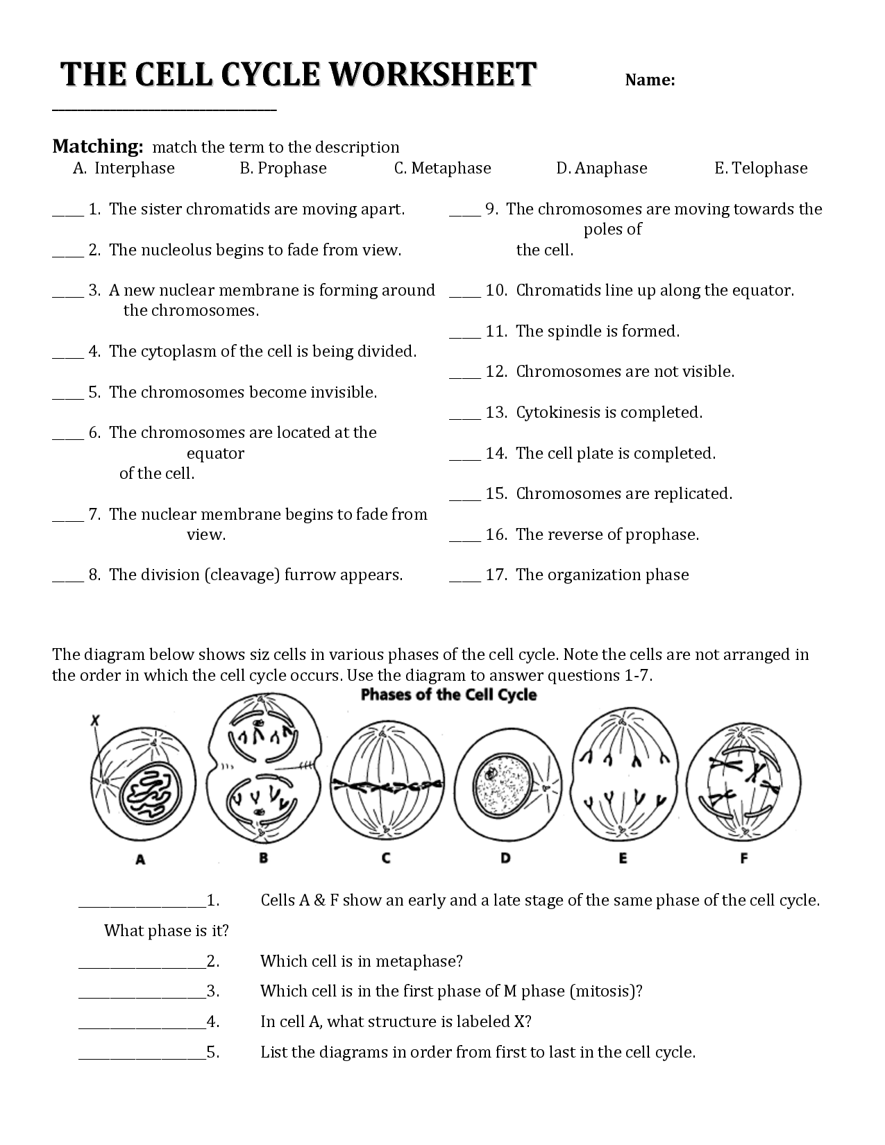 18 Best Images of Cell Cycle Review Worksheet Answers  Cell Cycle Worksheet Answers, Cell Cycle 