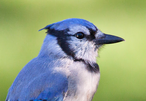Blue Jay