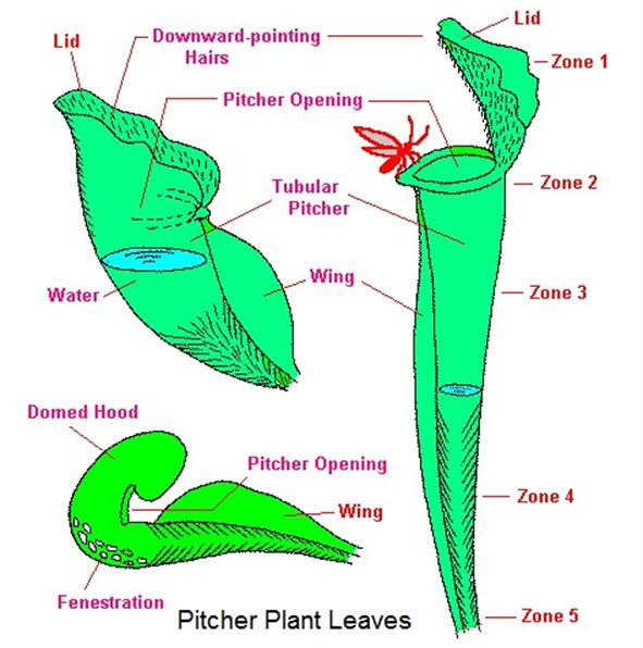 Classification - Carnivorous Plant by Makoto Honda