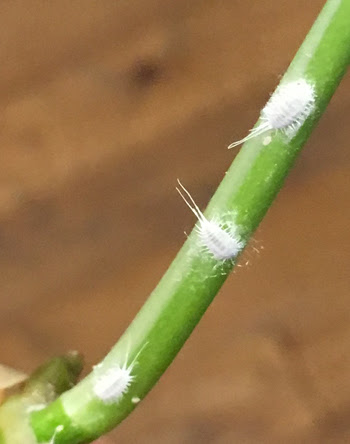 人と違っても えーやんか ポトスの白い粉の正体 虫注意